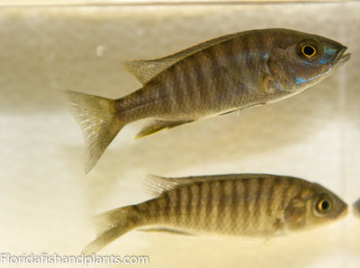 Electric Blue Ahli, Sciaenochromis ahli