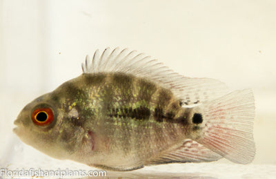 Flowerhorn Parrot Cichlid