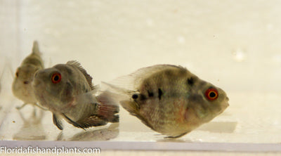 Flowerhorn Parrot Cichlid