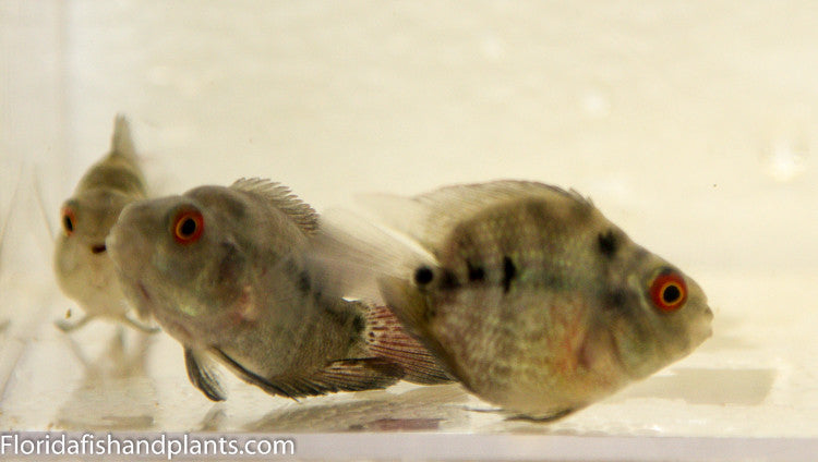 Flowerhorn Parrot Cichlid