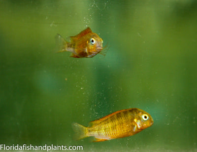 Blond Moliro Tropheus Firecracker 1.25-2.0 inch Tanganyika African Cichlid