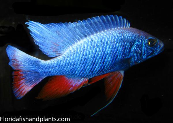 Iceberg Red Fin, Sciaenochromis ahli