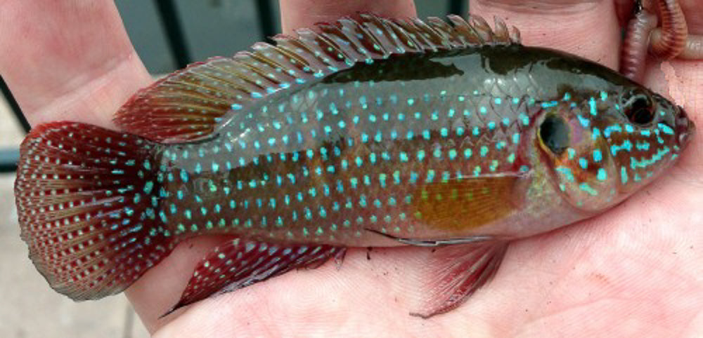 Jewel Cichlid Hemichromis sp.