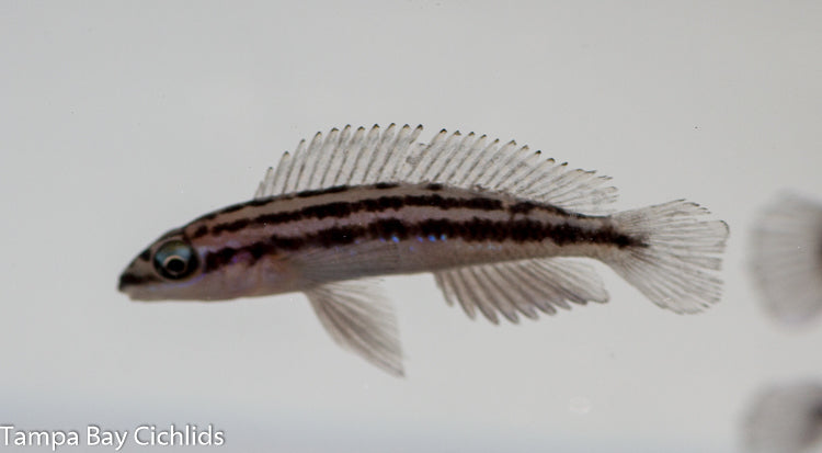 Julidochromis Dickfeldi 1.25 inch