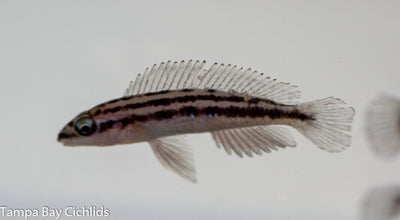 Julidochromis Dickfeldi 1.25 inch