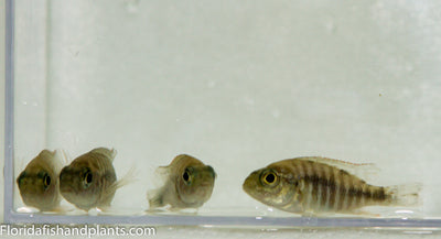 Aulonocara Usisya Flavascent Aulonocara  African Cichlid