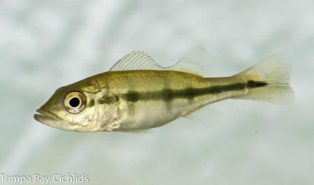 Kelberi Peacock Bass (Yellow Peacock) 1.25-2.0 inch