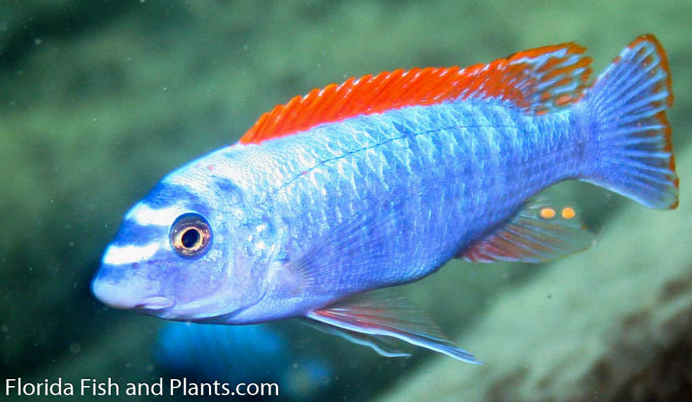 Red Top Trewavasae, Labeotropheus trewavasae Thumbi West