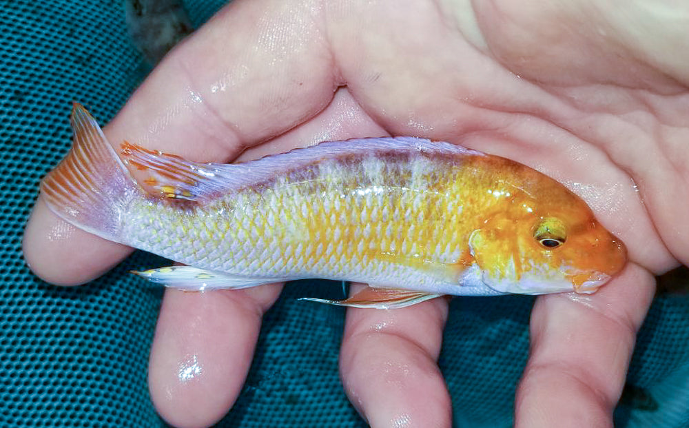 Chiofu Bay, Labeotropheus trewavasae