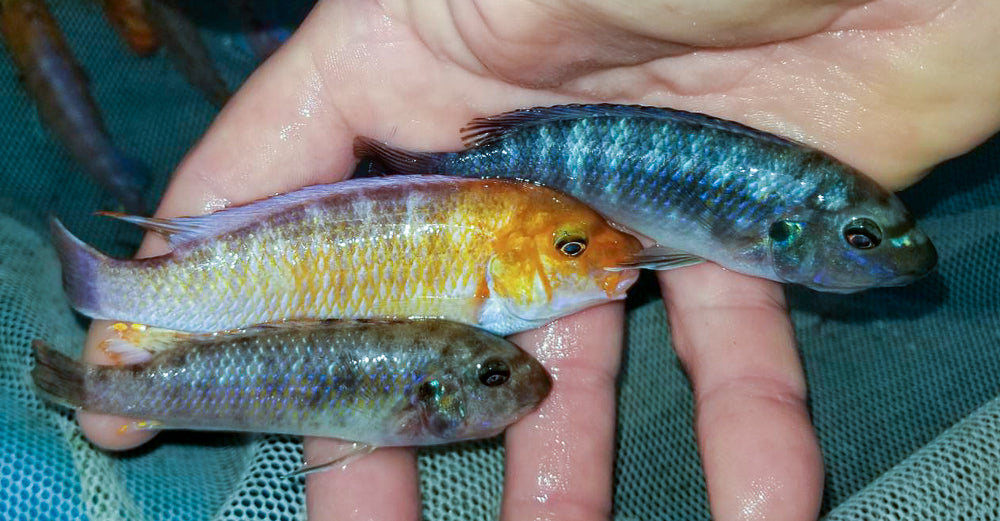 Chiofu Bay, Labeotropheus trewavasae