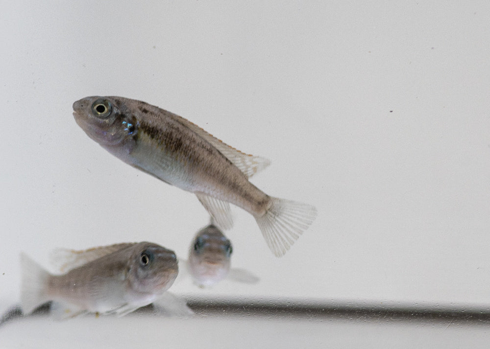 Chiofu Bay, Labeotropheus trewavasae