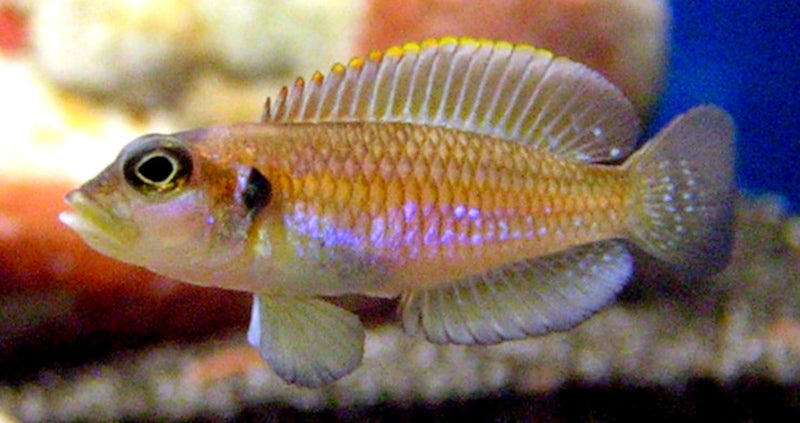 Gold Ocellatus, Lamprologus ocellatus