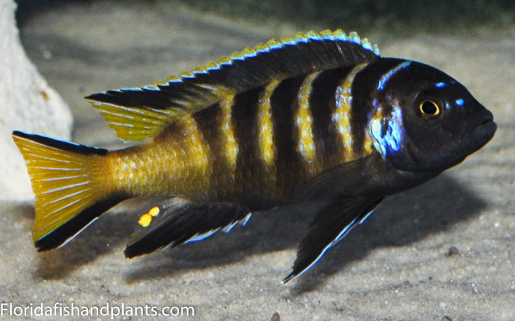 Chailosi, Pseudotropheus Elongatus