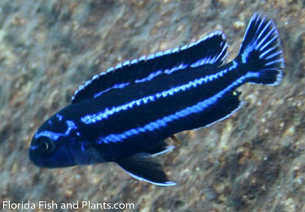 Maingano (Pseudotropheus cyaneorhabdos) Mbuna Malawi African Cichlid