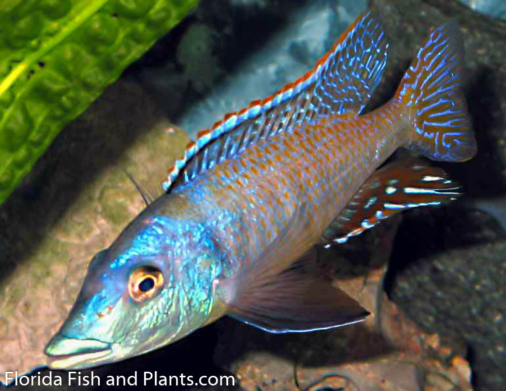 Malawian Gar,  Lichnochromis acuticeps