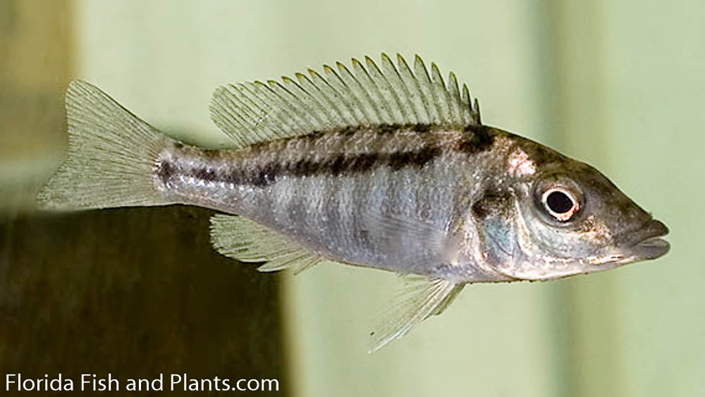 Malawian Gar,  Lichnochromis acuticeps