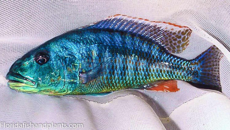 Malawian Hawk, Aristochromis christyi