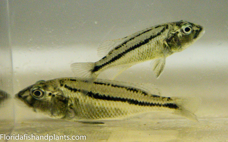 Malawian Hawk, Aristochromis christyi