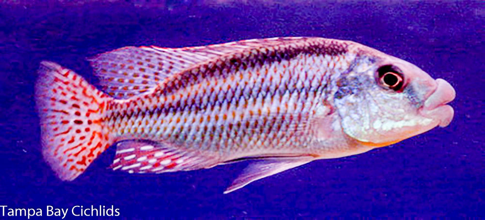 Malawi thick lips, Chilotilapia euchilus