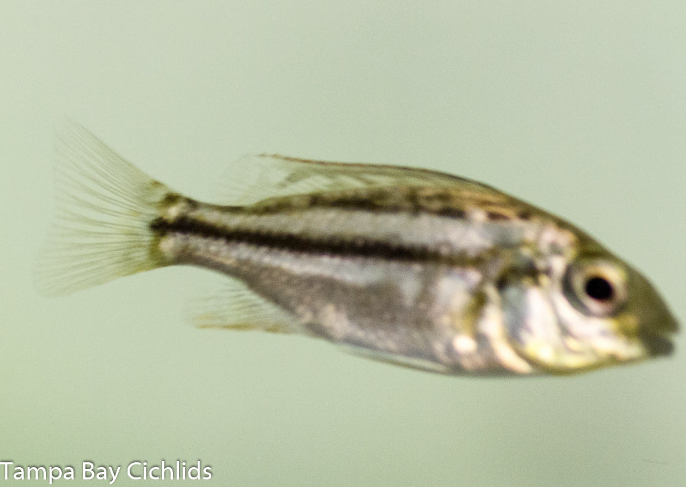 Malawi thick lips, Chilotilapia euchilus