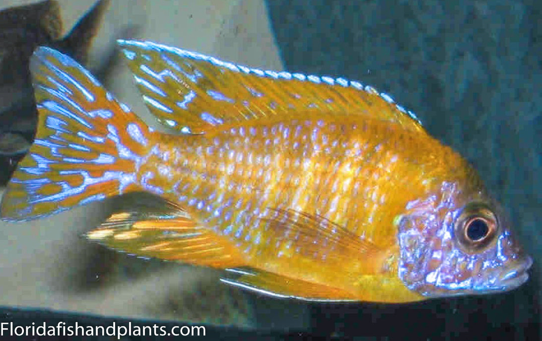 Maleri Island Peacock, Aulonocara sp.