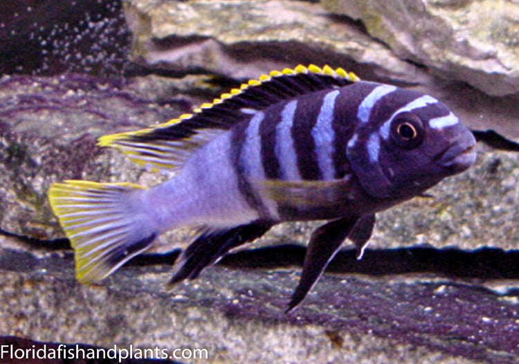 Yellow fin Mbamba, Labidochromis sp. "Mbamba"