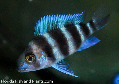 Frontosa Mpimbwe, Blue 3/4-1.0 inch