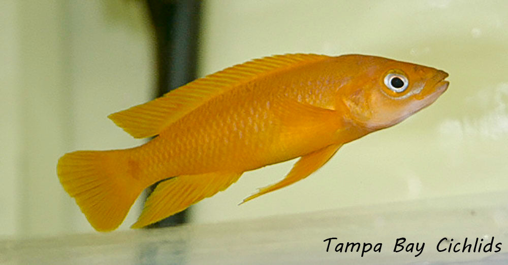 Leleupi, Neolamprologus (Lemon Cichlid) 1.25-2.0 inch