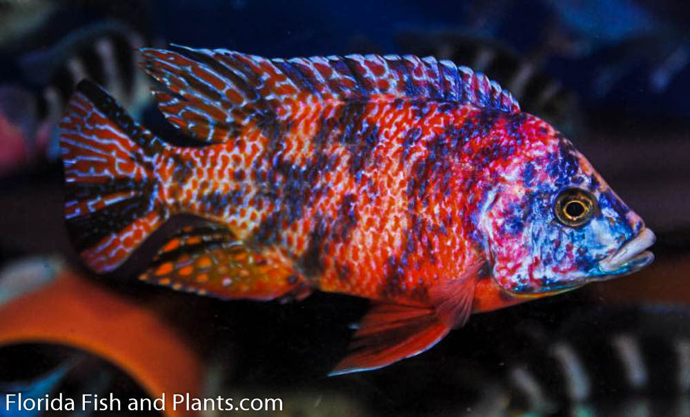 OB Peacock, (Orange Blotch) Aulonocara sp.