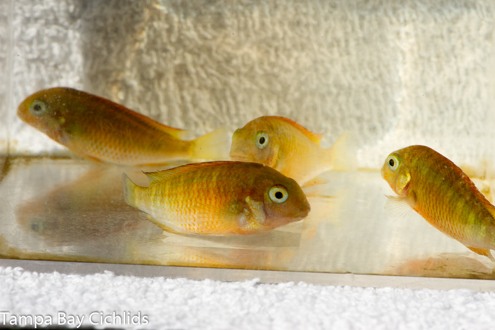 Orange Moliro Tropheus Firecracker Tanganyika 1.25 inch African Cichlid