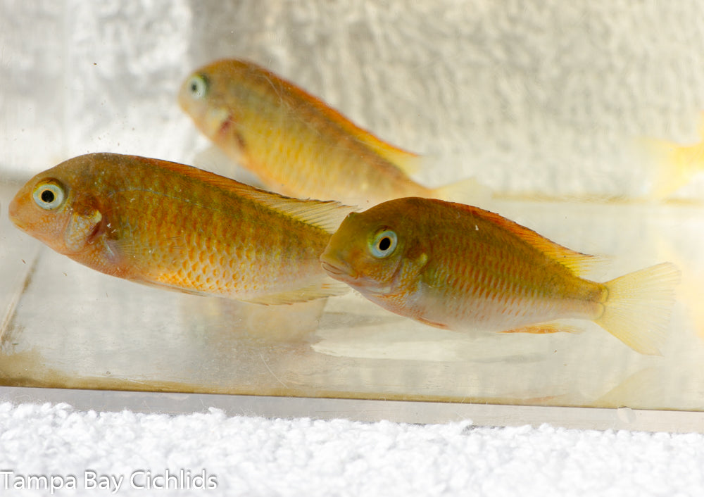 Orange Moliro Tropheus Firecracker Tanganyika 1.25 inch African Cichlid