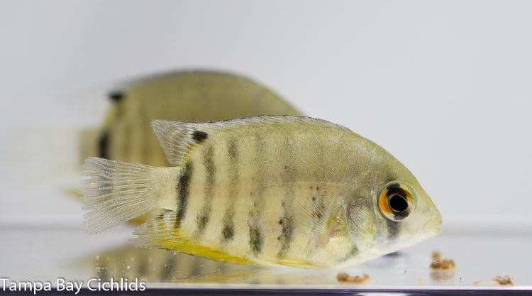 Orange Shoulder (Rotkeil) Severum