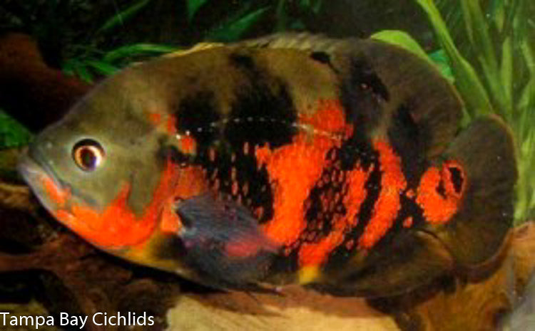 Red Tiger Oscar (Astronotus ocellatus) 1.25-2.0 inch