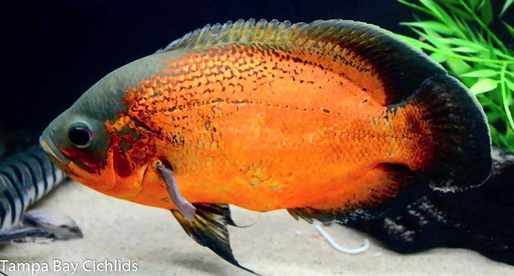 Red Oscar (Astronotus ocellatus) 1.25-2.0 inch