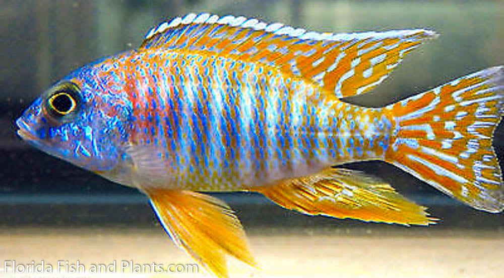 Red Sun Peacock , Aulonocara sp.