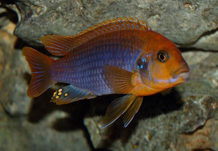 Rusty Cichlid, Iodotropheus sprengerae