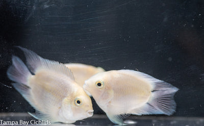 Snow White Parrot Convict (Platinum Parrot)