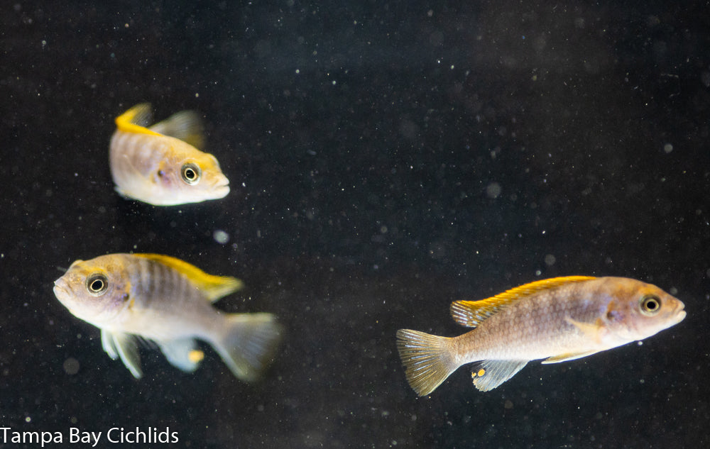 Swedish Super Red Hongi, Labidochromis sp. "Hongi" Super Red Variant