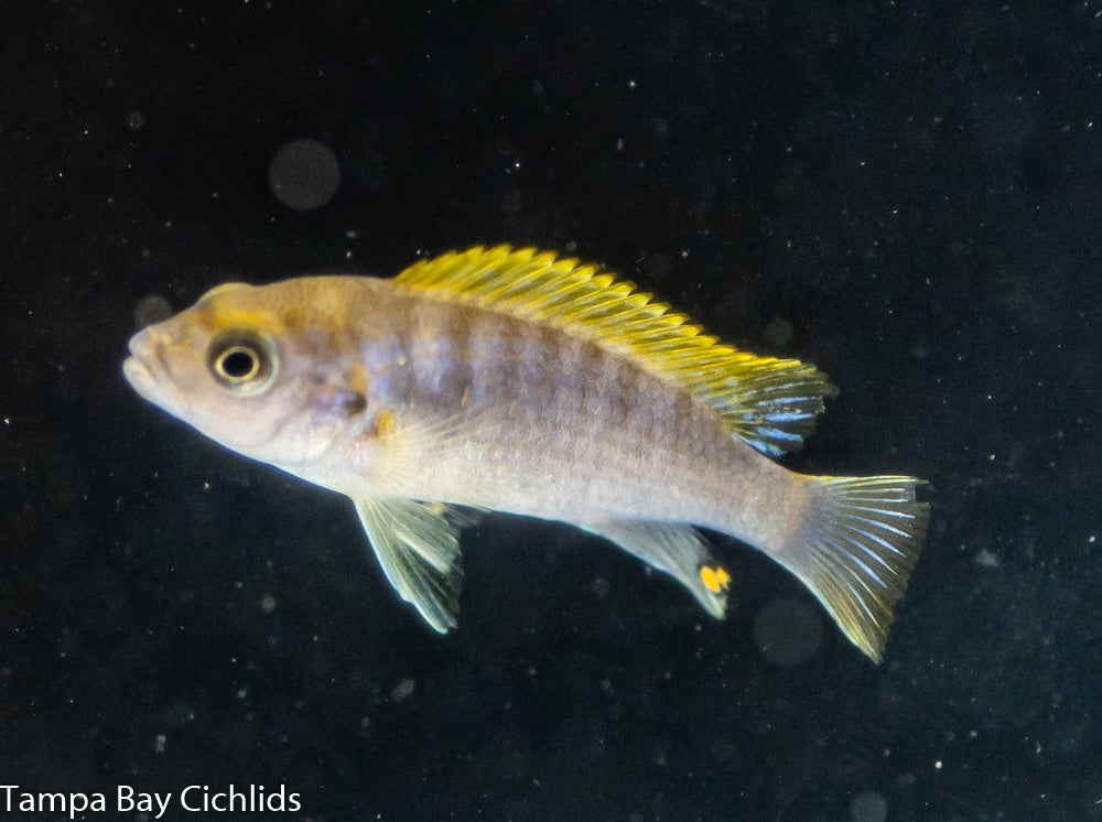 Swedish Super Red Hongi, Labidochromis sp. "Hongi" Super Red Variant