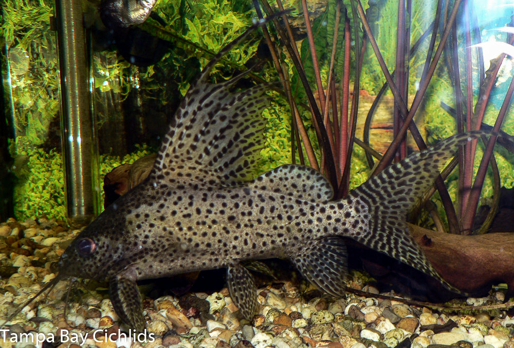 Synodontis Eupterus Catfish