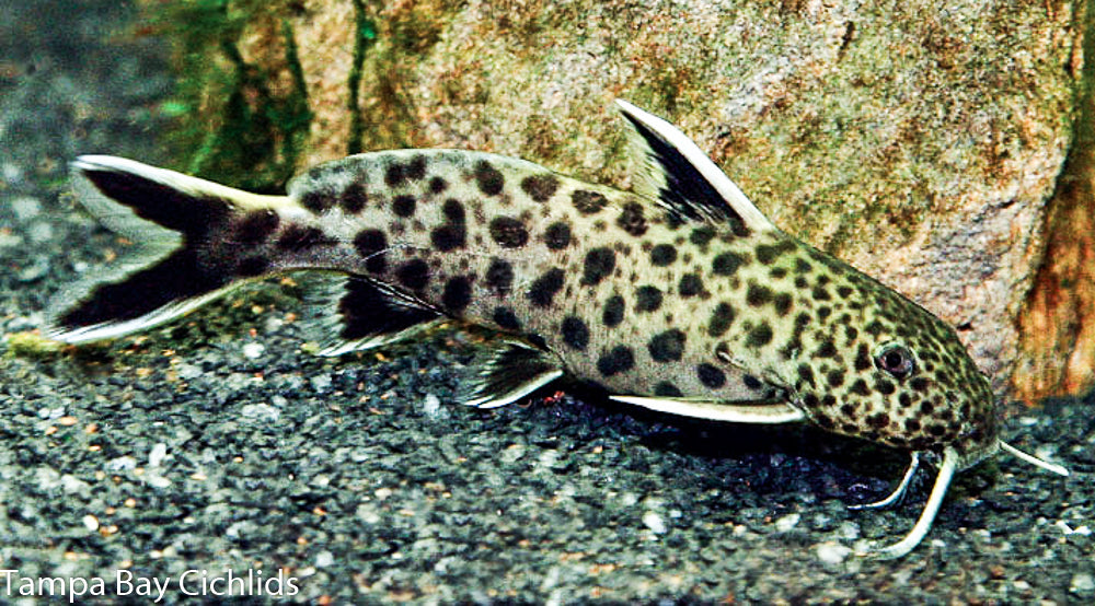 Synodontis Petricola Catfish