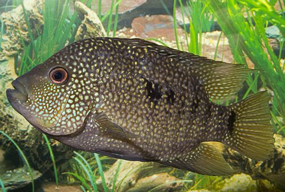 Texas cichlid (Herichthys cyanoguttatus)