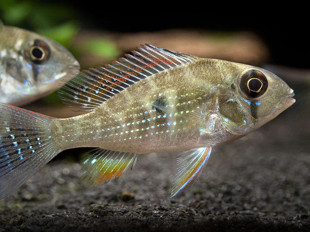 Threadfin acara (Acarichthys heckelii)