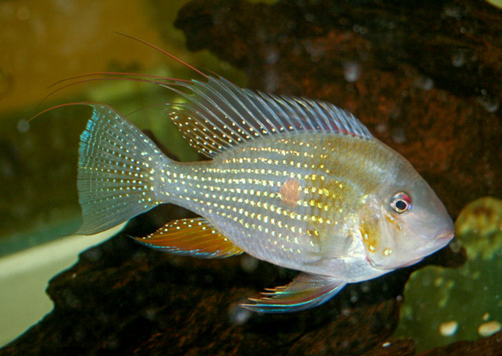 Threadfin acara (Acarichthys heckelii)