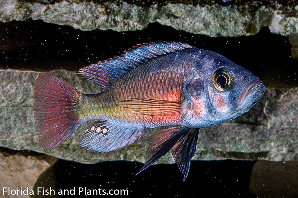 Fire Red Uganda, Paralabidochromis