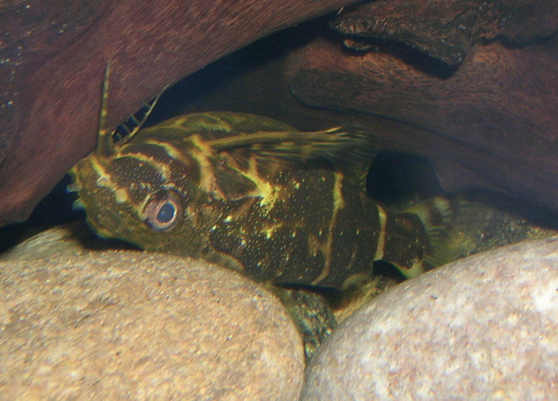 Upside Down cat, Synodontis nigriventris