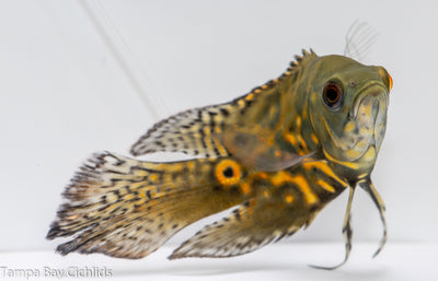 Veil Tail Tiger Oscar (Astronotus ocellatus) 1.25-2.0 inch  New World Cichlid