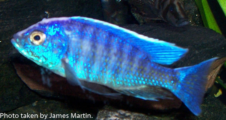 White blaze azureus,  Copadichromis chrysonotus Undu