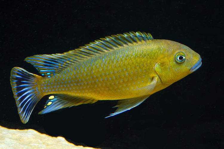 Williamsi blue lips, Pseudotropheus sp. "Williamsi North" Makonde