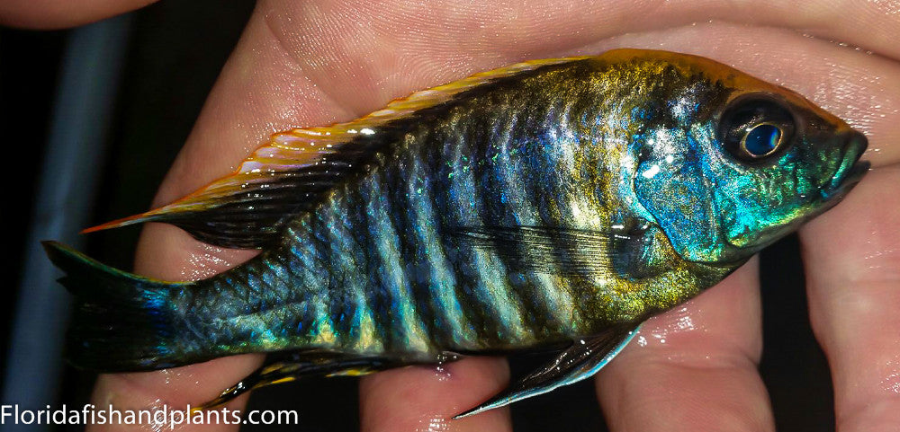 Yellow Head Peacock, chitande nkhata bay